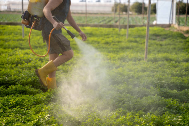Best Wasp Removal Services  in Kentwood, LA