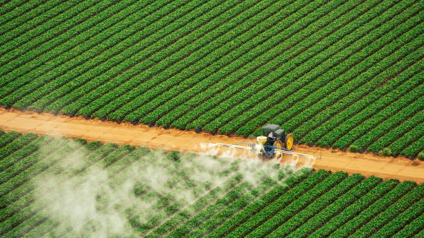 Best Termite Control Services  in Kentwood, LA