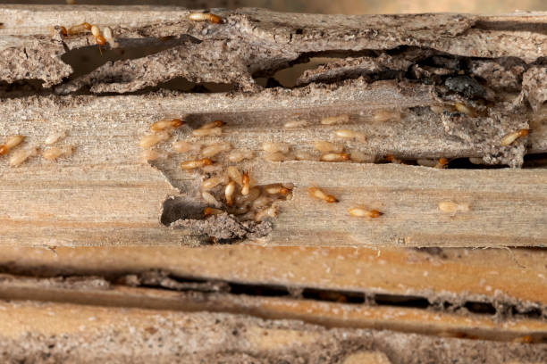 Bird Control in Kentwood, LA